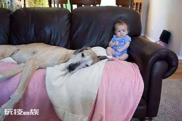 体型最大的狗排行榜前十名(世界上最大的犬种有多高)-图片4